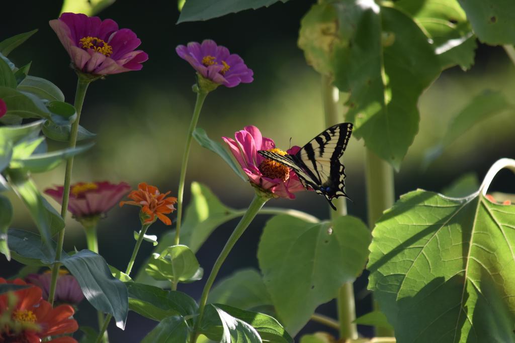 Warm Springs Inn & Winery Sunnyslope Bagian luar foto